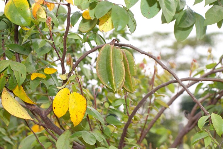 Garden, trinity-the-capital  604 Sq.Ft. Plot In Kandukur Hyderabad 10297988