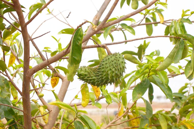 Exterior View, kandukur  363 Sq.Ft. Plot In Kandukur Hyderabad 10303213