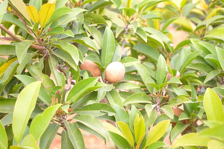 Garden, kandukur  302 Sq.Yd. Plot In Kandukur Hyderabad 10303230