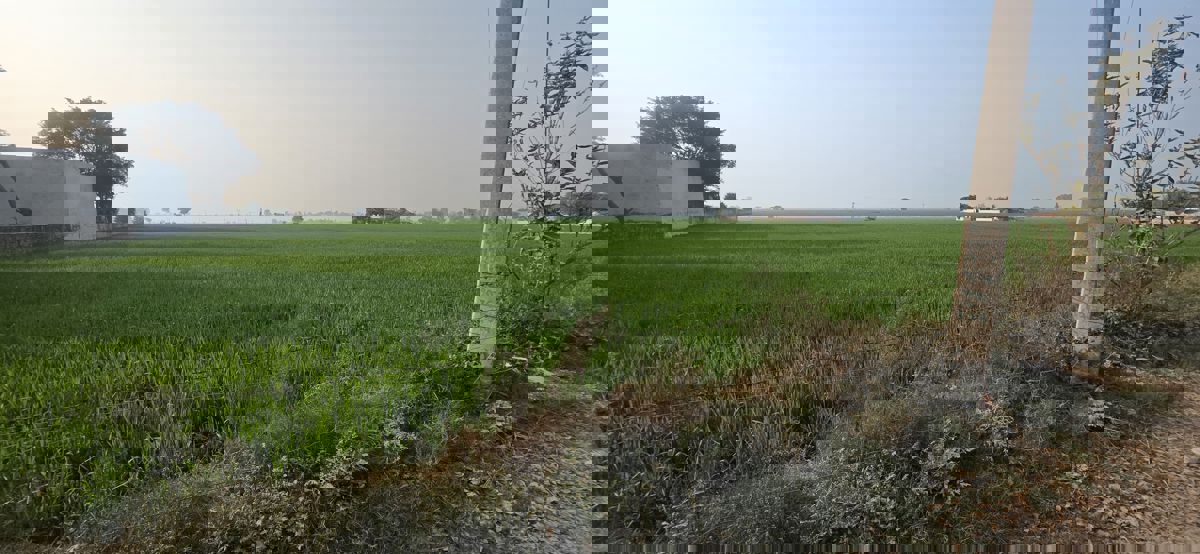 Plot Area in  Plot at Sector 89 – for Sale