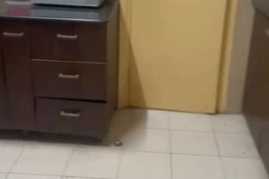 3.5 BHK Apartment For Rent in BPTP Park Grandeura, Sector 82