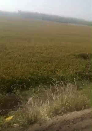 Plot Area in  Industrial Plot at Mansurpur – for Sale