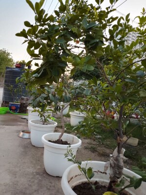 Balcony in 1 RK Apartment at Palam Vihar Residents Association, Palam Vihar – for Rent