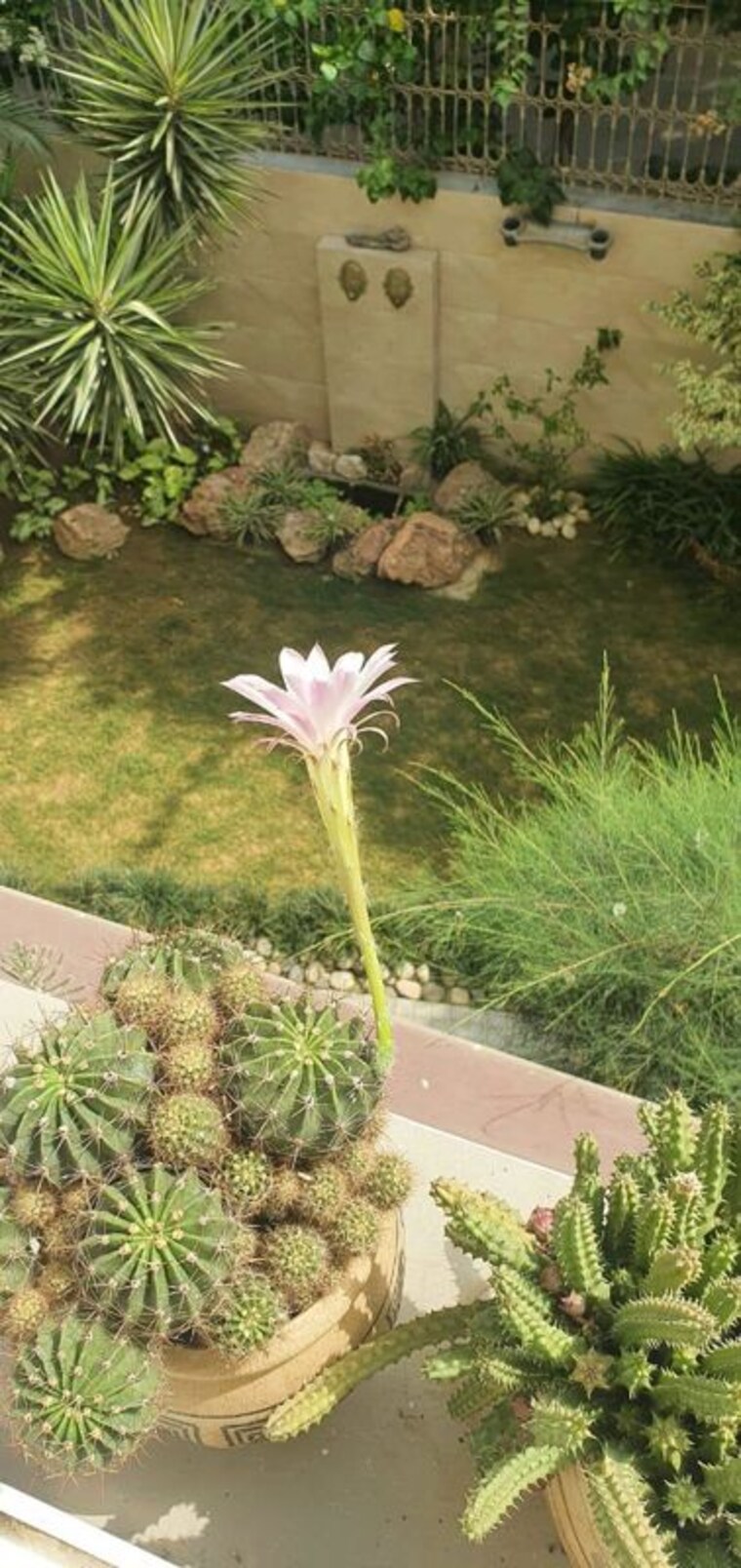 undefined, dlf-atria 6+ Bedroom 502 Sq.Yd. Independent House In Dlf Phase ii Gurgaon 10314891