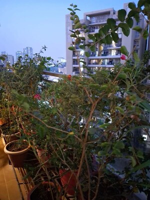 4 BHK Apartment – Garden View at Tulip Violet, Sector 69 - for Sale