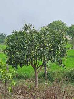 Plot For Sale in Shamirpet