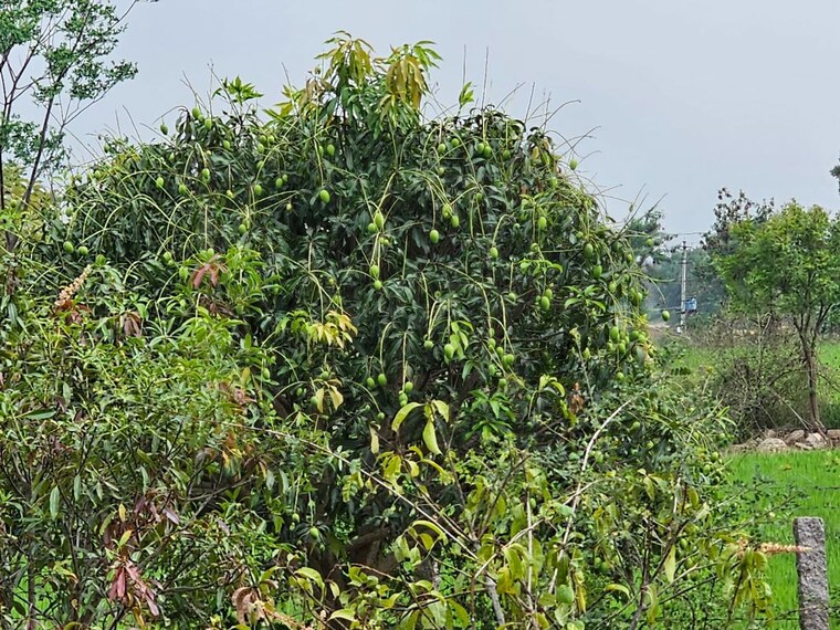 undefined, shamirpet  5 Acre Plot In Shamirpet Hyderabad 10319725