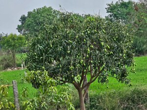 Plot Area in  Plot at Shamirpet – for Sale