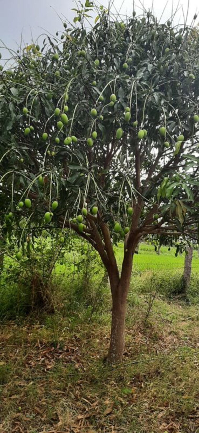 undefined, shamirpet  5 Acre Plot In Shamirpet Hyderabad 10319725