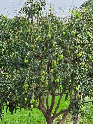 Plot Area in  Plot at Shamirpet – for Sale