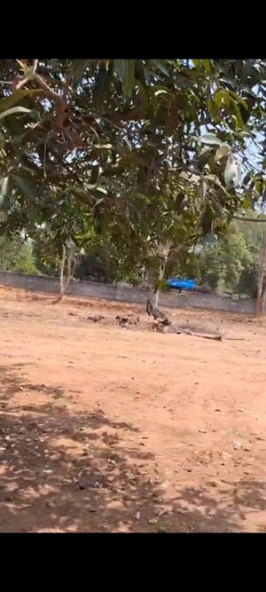 Plot Area in  Land at Shamirpet – for Sale