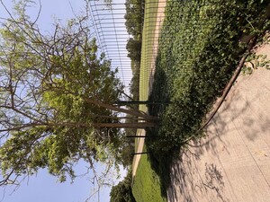 Balcony in 2 BHK Apartment at Lodha Belmondo, Gahunje – for Rent