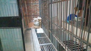 Balcony in 3 BHK Builder Floor at Vaishali Sector 5 – for Rent