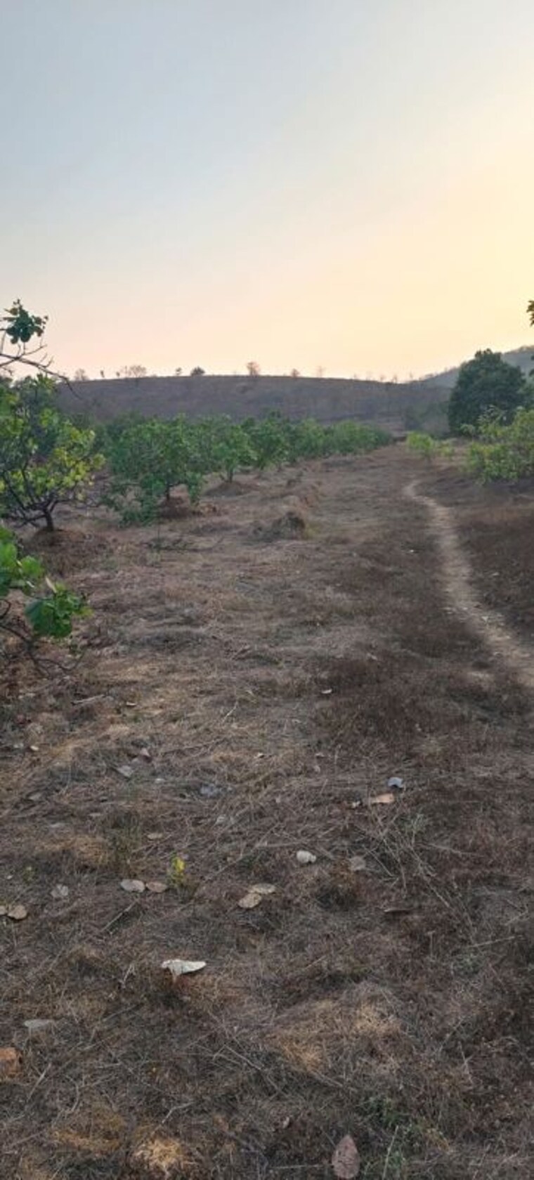 undefined, dapoli  40000 Sq.Ft. Plot In Dapoli Ratnagiri 10319224