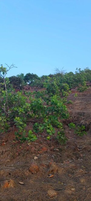 Plot Area in  Plot at Dapoli – for Sale