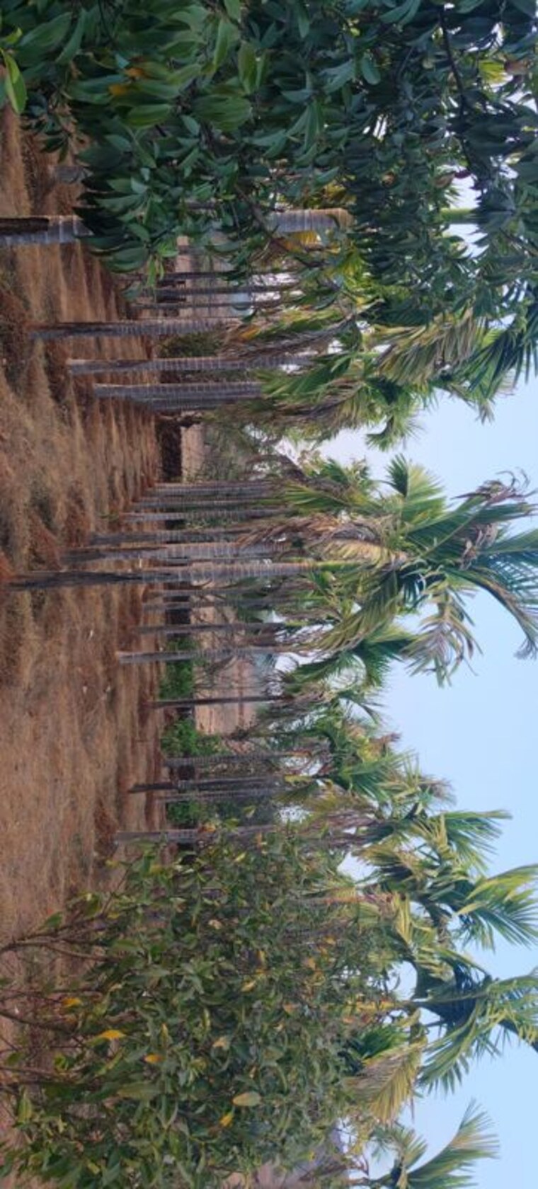 Garden, dapoli  40000 Sq.Ft. Plot In Dapoli Ratnagiri 10319224