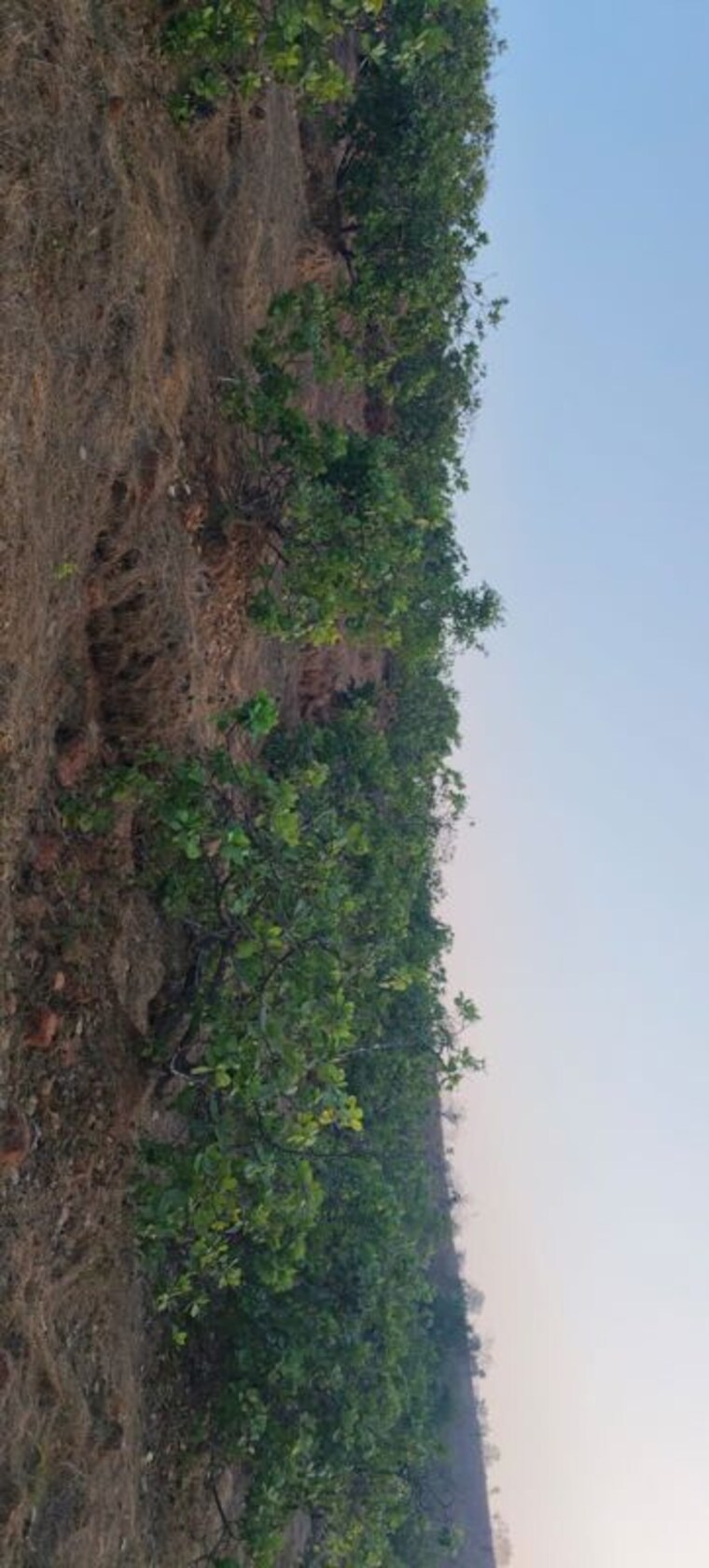 Garden, dapoli  40000 Sq.Ft. Plot In Dapoli Ratnagiri 10319224