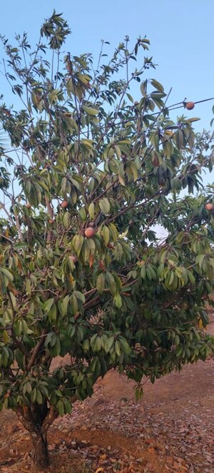  Plot – Garden View at Dapoli - for Sale