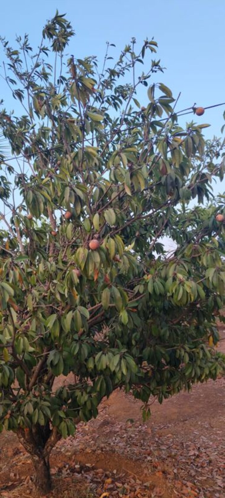 Garden, dapoli  40000 Sq.Ft. Plot In Dapoli Ratnagiri 10319224