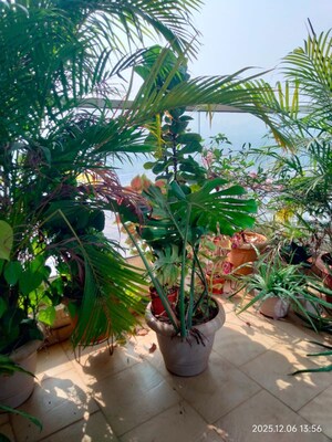 2 BHK Apartment – Garden View at Akshar Green World, Dighe - for Sale