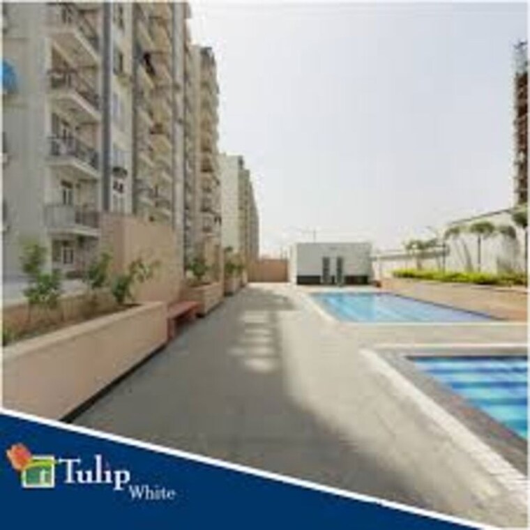 Swimming Pool, tulip-white 3 Bedroom 1326 Sq.Ft. Apartment In Sector 69 Gurgaon 10323459