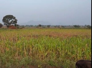  Plot For Sale in Chandwad