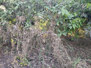 Plot Area in  Plot at JVM Tiara, Thane West – for Sale