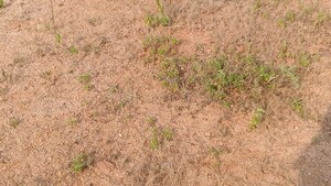 Plot Area in  Land at Shadnagar – for Sale