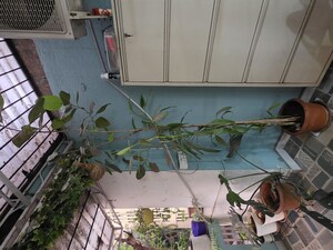  2 BHK Apartment at Oxford Village Condominium, Wanowrie – for Sale