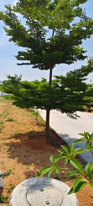 Plot Area in  Plot at Temple Town, Kadthal – for Sale