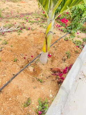 Plot Area in  Plot at Temple Town, Kadthal – for Sale