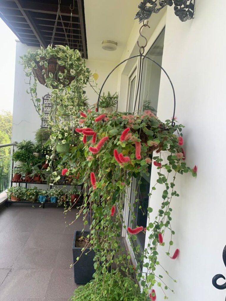 Balcony, hauz khas 3 Bedroom 500 Sq.Yd. Builder Floor In Hauz Khas Delhi 10331058