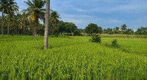 Plot Area in  Land at Belagola – for Sale