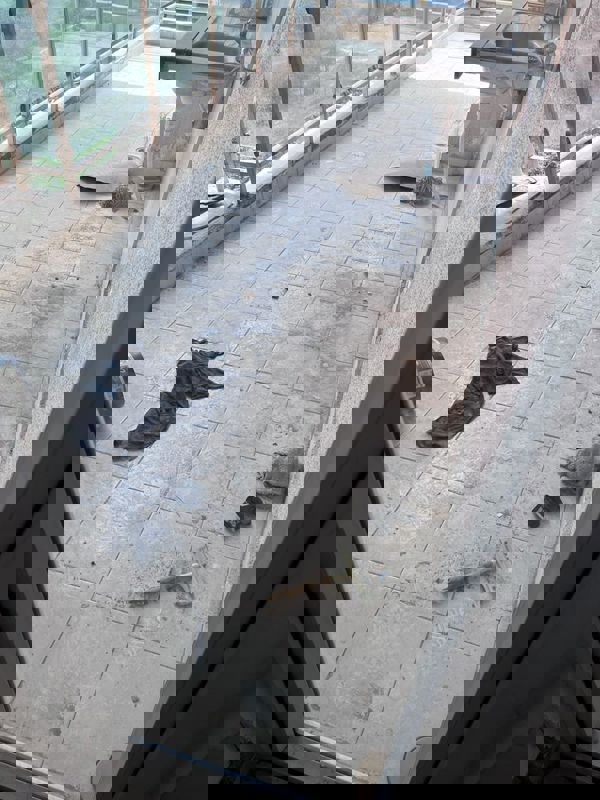 3.5 BHK + Servant Room 2280 Sq.Ft. Apartment in Gaur Sportswood