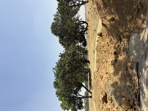 Plot Area in  Plot at Raebareli Road – for Sale