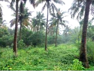  Land – Garden View at Minjur - for Sale