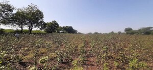 Plot Area in  Land at Nardana – for Sale