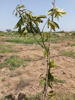 Plot For Sale in Uppal