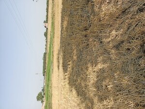  Plot For Sale in Sector 9