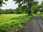 6 Acre Land in Mangaon