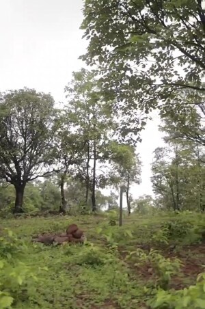 Plot Area in  Land at Pali – for Sale