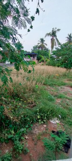 Plot Area in  Plot at Kuttanellur – for Sale