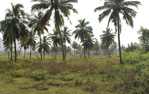  Land For Sale in Rambilli