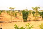 200 Sq.Yd. Plot in Tellapur
