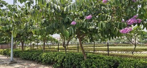  Plot – Garden View at Sector 7 Wave City - for Sale