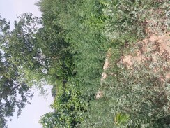 Plot For Sale in Dev City Dadri
