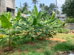  Plot For Sale in Anayara