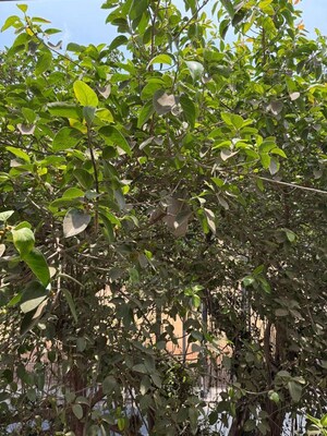 3 BHK Apartment – Garden View at Churchgate - for Sale