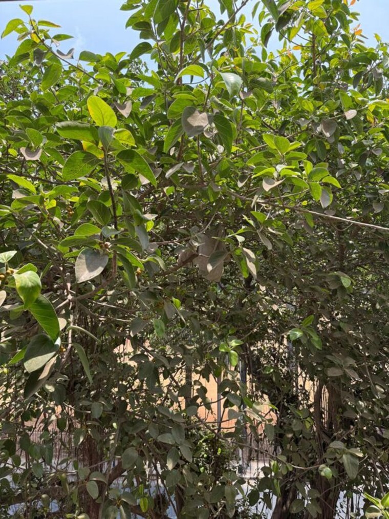 Garden, churchgate 3 Bedroom 3000 Sq.Ft. Apartment In Churchgate Mumbai 10376424