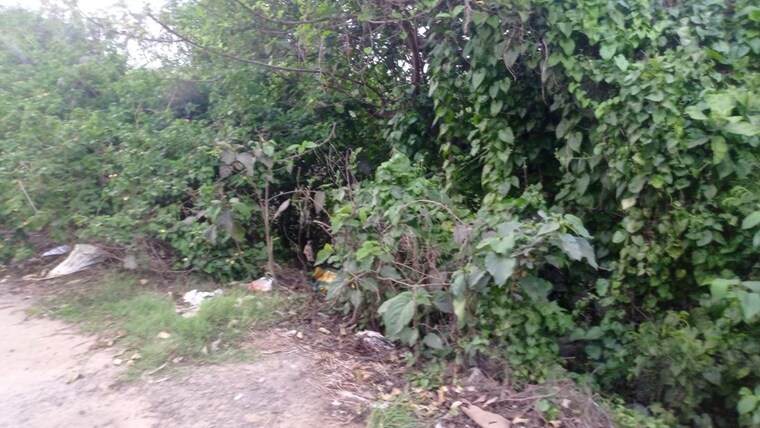 Garden, baruipur  4 Acre Plot In Baruipur Kolkata 10283872